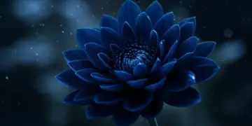 Midnight Bloom drama review, detailed flower blossom in blue tones